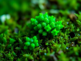 Green Algae Moss on Mossy Surface