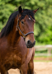 Headshot of majestic brown horse with black mane, calmly staring into lens. Represents beauty,...