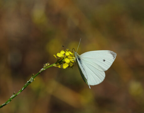 Pieris rapae - known in Europe as the Small white, in North America as the cabbage white or cabbage butterfly. Pollinating a yellow wild cabbage flower. Shallow focus - Bokeh for artistic effect.