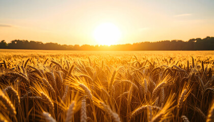 Golden wheat field under bright sunset sky with horizon view