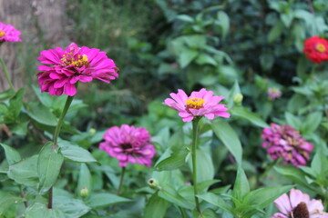 Obraz premium Common zinnia or Zenia flowers in a garden