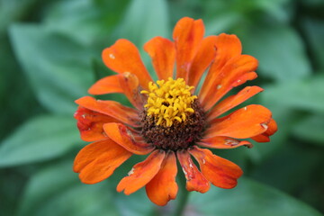 Common zinnia or Zenia flowers in a garden