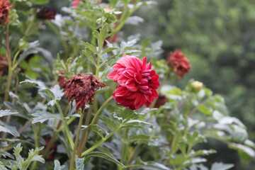 Dahlia pinnata or the garden dahlia