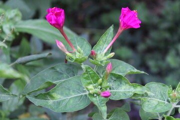 Mirabilis jalapa or the Marvel of Peru