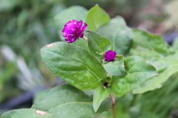 Fototapeta premium Gomphrena globosa, globe amaranth or bachelor's buttons purple flowers 