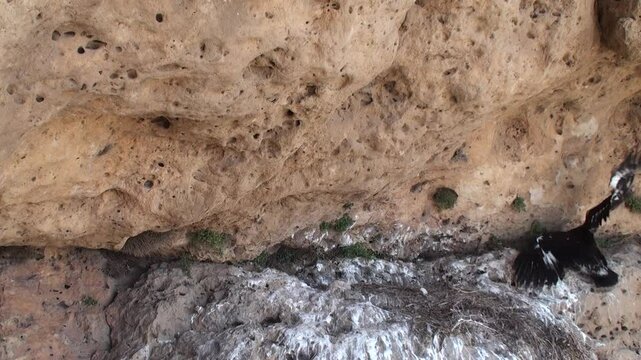 Close shots of a pair of golden eagles (male and female) at their nest on a rocky cliff. The footage captures their natural behavior, detailed feathers, and the rugged habitat.