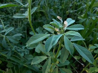 Fresh organic Fenugreek vegetable plant (Trigonella foenum-graecum).