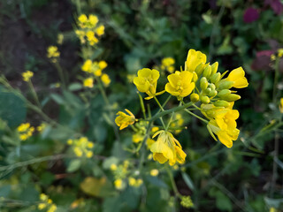 yellow flowers on mustard plant