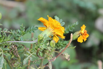Marigold flower or the Tagetes erecta