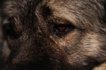 Close-up of brown eye and fur texture of large dog. Macro animal portrait photography. Dog face...