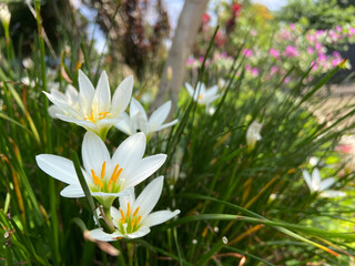 Close-up Delicate White Rain Lily Blooming in a Lush Garden Setting