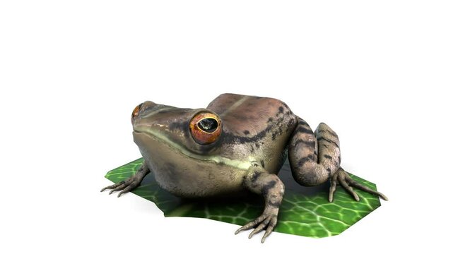 titicaca water frog animation