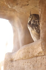 Lonely owl