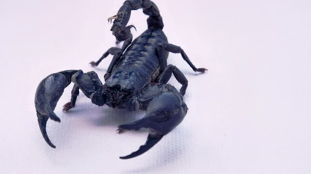 Asian scorpion (Heterometrus) (Scorpionidae) angry prepare fighting for protect himself on white background. 4K