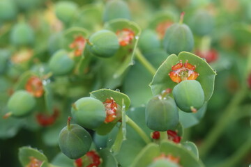 Wilczomlecz mirtowaty Euphorbia myrsinites