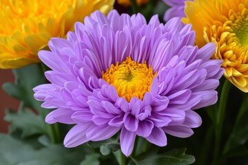 Obraz premium Beautiful Purple Chrysanthemum Bloom in Focus with Yellow Flowers in Background