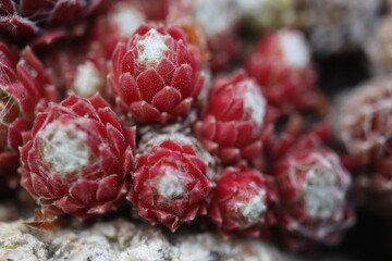 Sempervivum Rojnik Adelaar pajęczynowaty rojnik