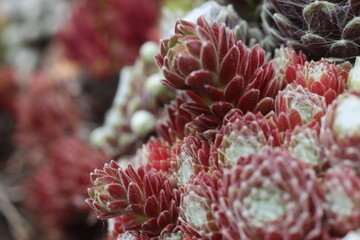 Sempervivum Rojnik Adelaar pajęczynowaty rojnik