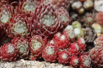 Sempervivum Rojnik Adelaar pajęczynowaty rojnik