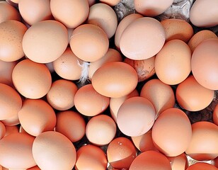 Stack of Chicken Eggs – Healthy Protein Source