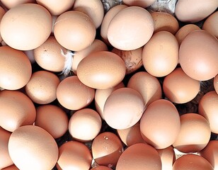 Organic Chicken Eggs Collected from Local Farm