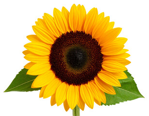 Fototapeta premium Close-up of Vibrant Blooming Sunflower with Detailed Brown Seeds and Green Leaves, isolated on transparent background