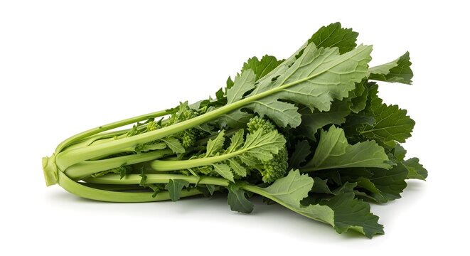 hern Fresh Broccoli Rabe (Rapini) Bunch Isolated on White Background