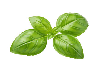 Fresh green basil leaves sprig isolated on transparent background