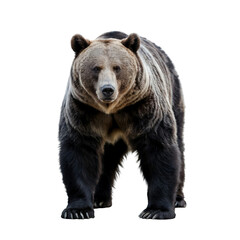 Fototapeta premium Brown grizzly animal wildlife mammal carnivore nature wild outdoors isolated on transparent background
