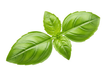 Fresh green basil leaves isolated on transparent background