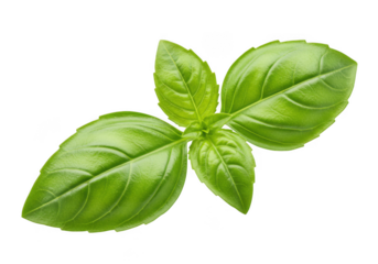 Fresh green basil leaves isolated on transparent background