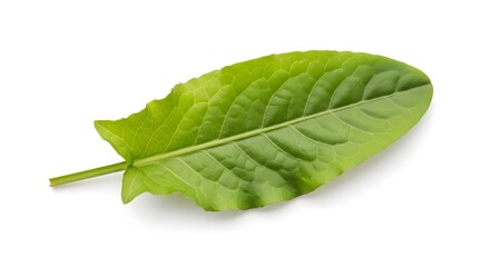 Fototapeta premium hern Fresh Vibrant Green Leaf Isolated on White Background - Nature and Organic Concept