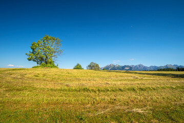 Fototapeta premium green field and blue sky