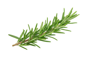 Fototapeta premium Fresh rosemary sprig with needle like green leaves isolated on transparent background