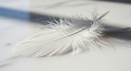 Obraz premium Close-up of a Delicate White Feather Against a Soft Background