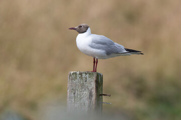 Mouette rieuse,Chroicocephalus ridibundus, Black headed Gull