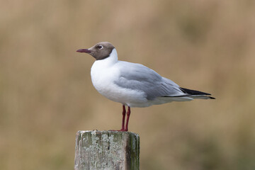 Mouette rieuse,Chroicocephalus ridibundus, Black headed Gull