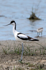 Avocette élégante, Recurvirostra avosetta, Pied Avocet