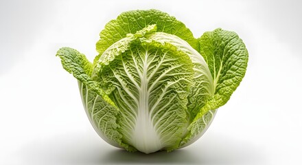hern Fresh Napa Cabbage on White Background - Whole Chinese Cabbage Vegetable for Healthy Eating and Cooking