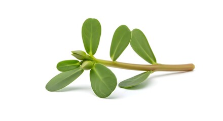 Fototapeta premium hern Fresh Purslane Plant Stem with Green Leaves and Buds Isolated on White Background