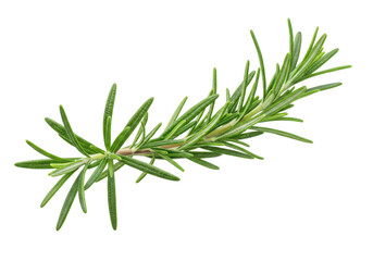 Fresh green rosemary herb sprig isolated on transparent background