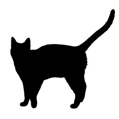 black cat, cartoon cat, cute cat, kawaii, vector cat, animal illustration, funny cat, kids illustration, cat character, feline, adorable, pet, playful, big eyes, cat lover, mascot, minimalist, graphic