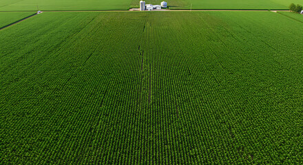 An expansive field of lush green crops stretches towards the horizon under a clear sky. 