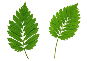 Two vibrant green compound leaves with serrated edges isolated on transparent background