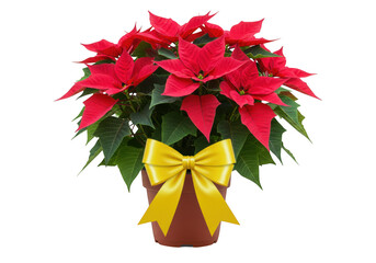 Festive red poinsettia plant with yellow bow isolated on transparent background