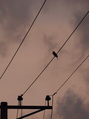 Bird silhouette on wire at sunset beautiful sky scenic power lines nature photography peaceful...