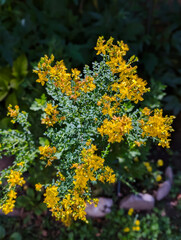 Johanniskraut, Heilpflanze, Sommer