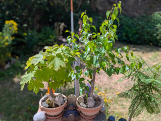 Bonsai, Ahorn, Birke, Laubbaum