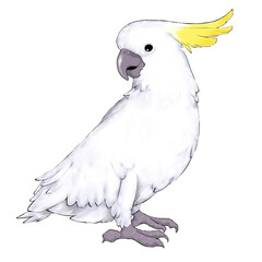 Illustration of a sulphur crested cockatoo isolated on white background 