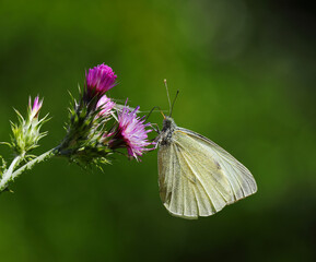 Large White butterfly - Pieris brassicae feeding from a purple thistle in full bloom. Oeiras,...